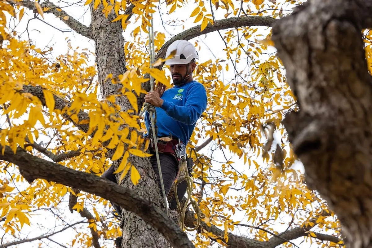 Skilled Tree Trimming crew working in Purdon