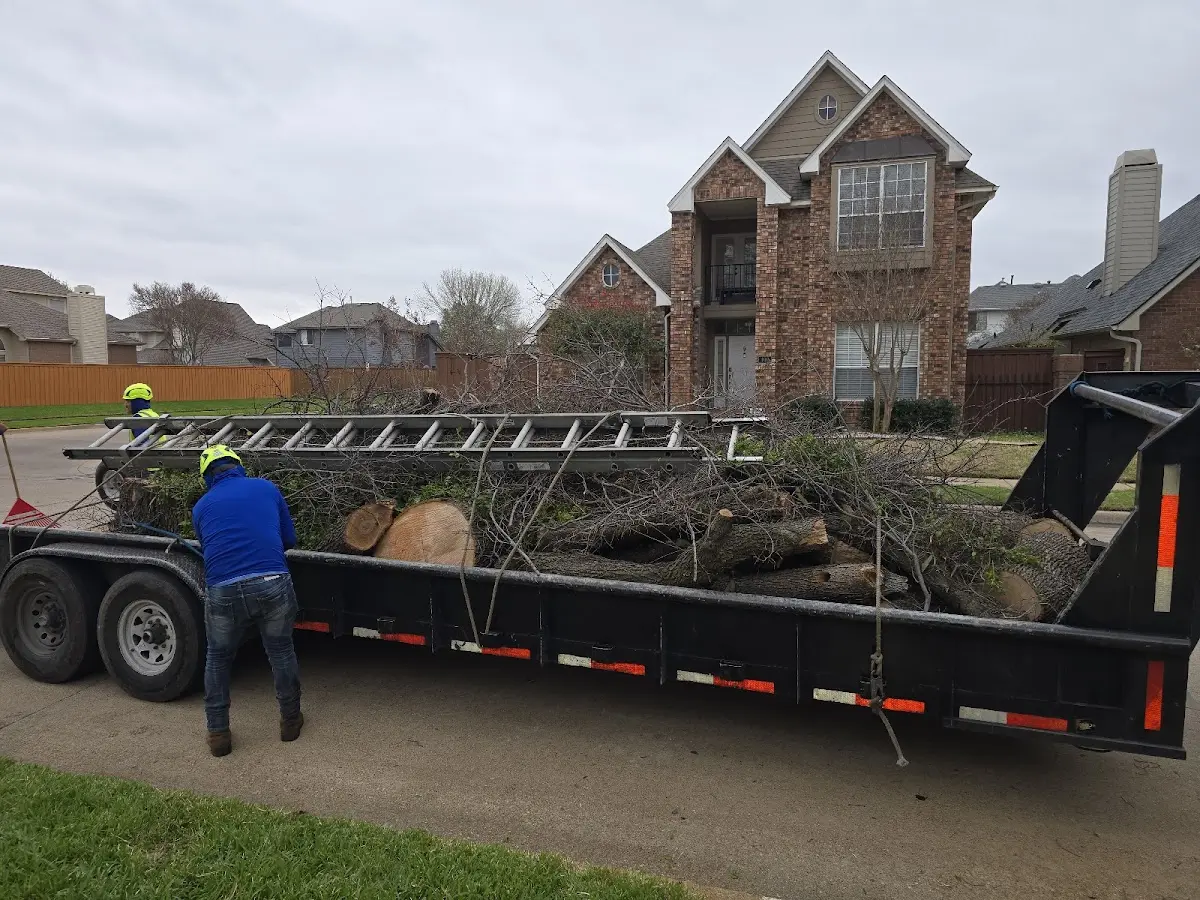 Expert Tree Removal with proper safety equipment in Purdon